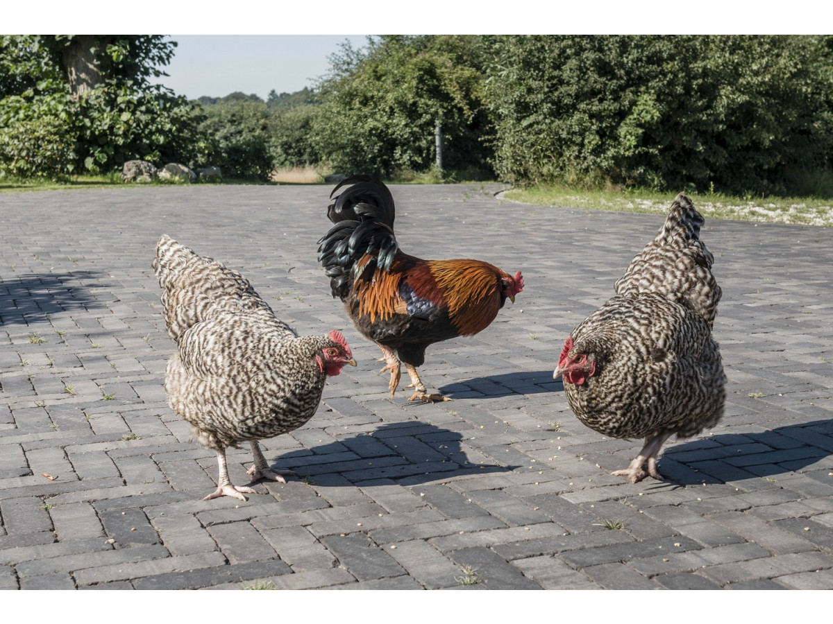 Pflasterriegel PK132